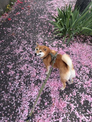 見返り