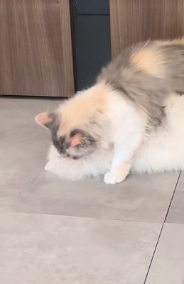 子犬を起こす子猫