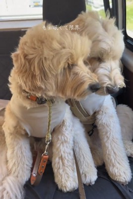寄り添ってうとうとする犬