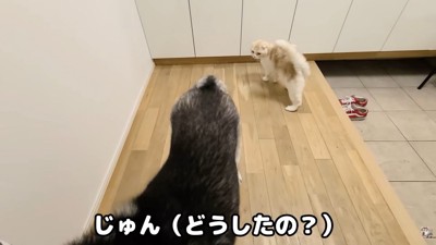 じゅんちゃんが登場！