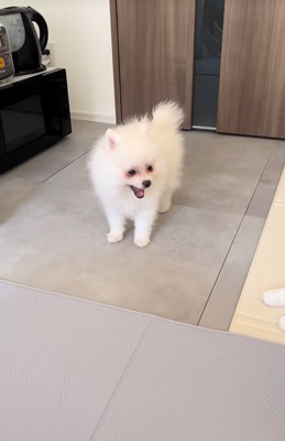 あくびをする子犬