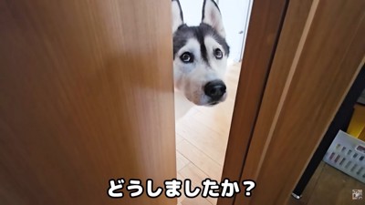 「ちょっと来て！」とお目目でアピール