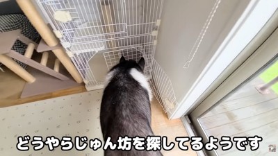 じゅんちゃんのケージを確認