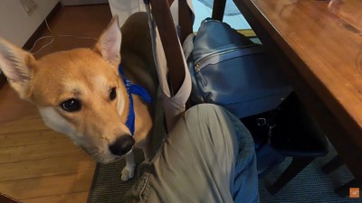 再びお父さんに甘えにきました