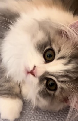 横になる子猫