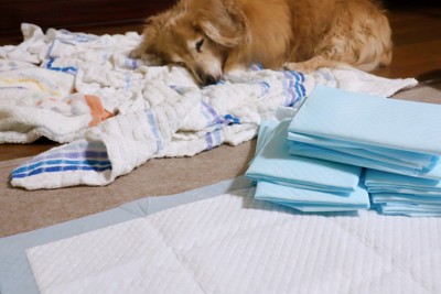 老犬とペットシーツ