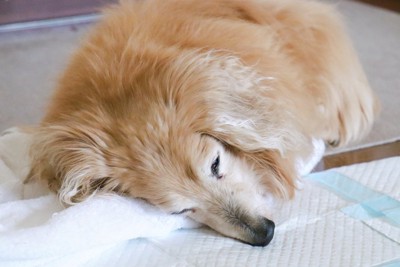 トイレシートの近くで眠る老犬