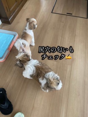 おしりの匂いもチェック