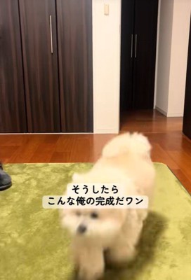 「ぼーーー」に反応する理由4