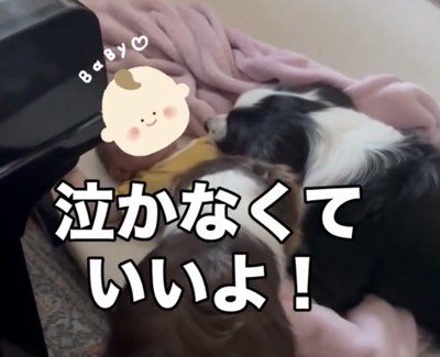 顔を近づける2匹の犬
