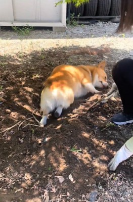 土の上に横になる犬3