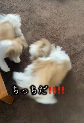 「ちっちだ！」と大喜び♪