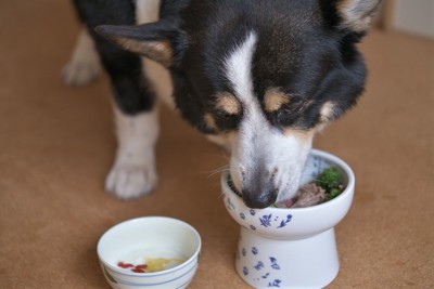 手作りご飯を食べている犬