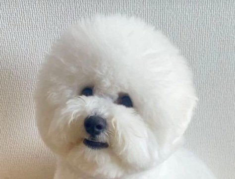 むぎ君の顔のアップ