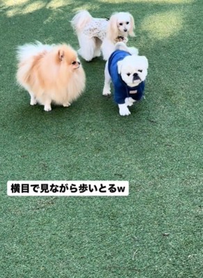 並んで歩く2匹の犬3