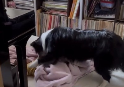 前足を伸ばす犬