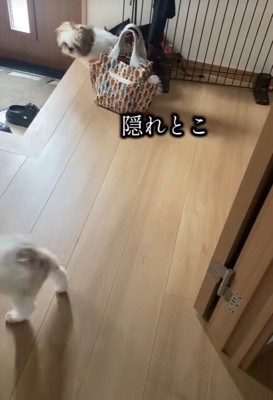 犬見知り発動中！