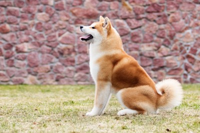 秋田犬、おすわり