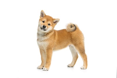柴犬、白い背景