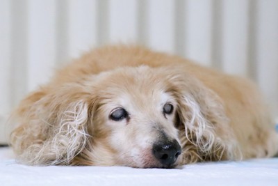 眠そうな老犬