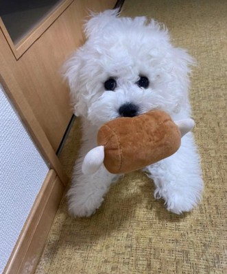 おもちゃを咥えたむぎ君