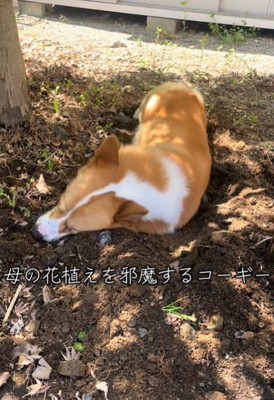 土の上に横になる犬1