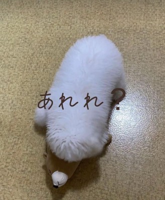 床にふせるむぎ君