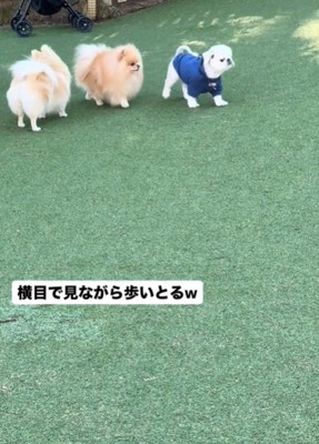 歩く2匹の犬