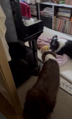 赤ちゃんへ近づく2匹の犬