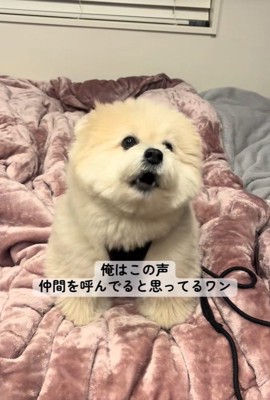 「ぼーーー」に反応する理由2