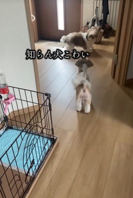 「誰！？」と距離を取るぽぽちゃん