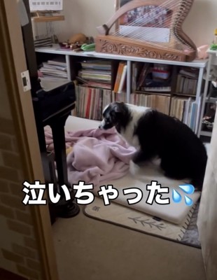 赤ちゃんに気付いた犬