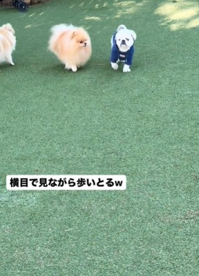並んで歩く2匹の犬1
