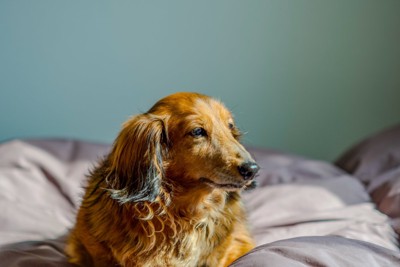 布団の上に座る老犬