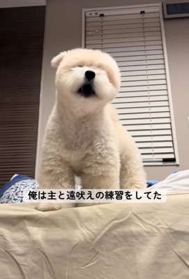 「ぼーーー」に反応する理由