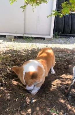 土を掘る犬