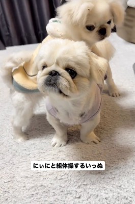 上に乗る犬3