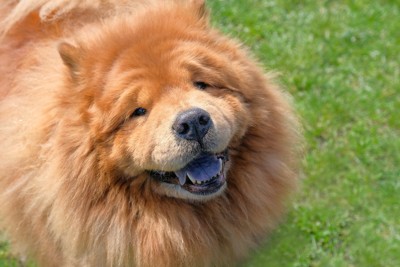 チャウチャウ、笑顔のアップ