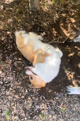 ゴロゴロする犬1