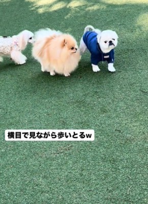 横目で見る犬1