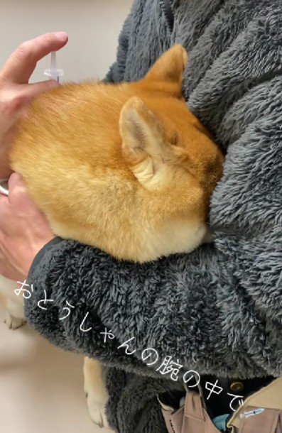 隠れたつもりで注射に挑む