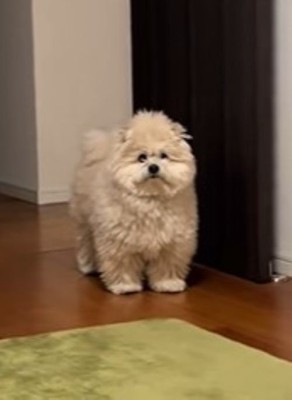 モフリシャスくんの呼び方2