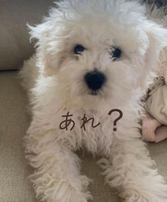 大きくなってきたむぎ君