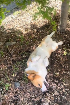 ゴロゴロする犬3