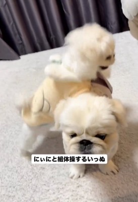 上に乗る犬1