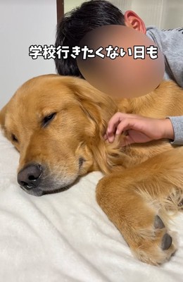 子供に寄り添う大型犬