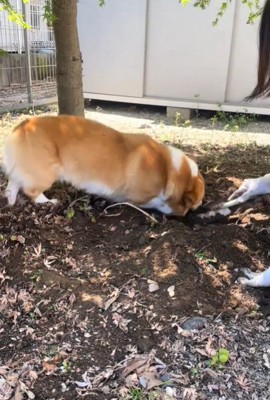 頭を突っ込む犬