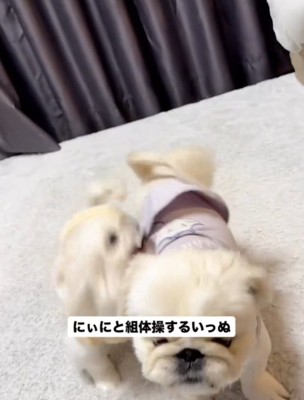 寄り添う2匹の犬