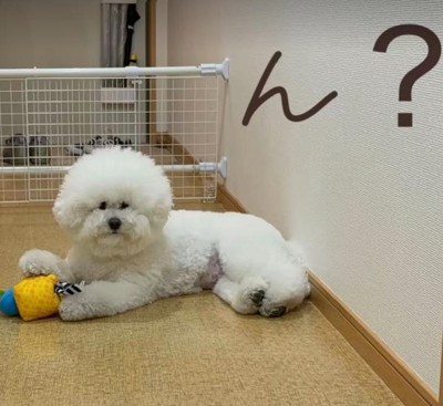 床でくつろぐむぎ君
