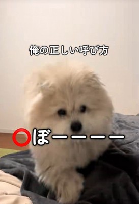 モフリシャスくんの呼び方6